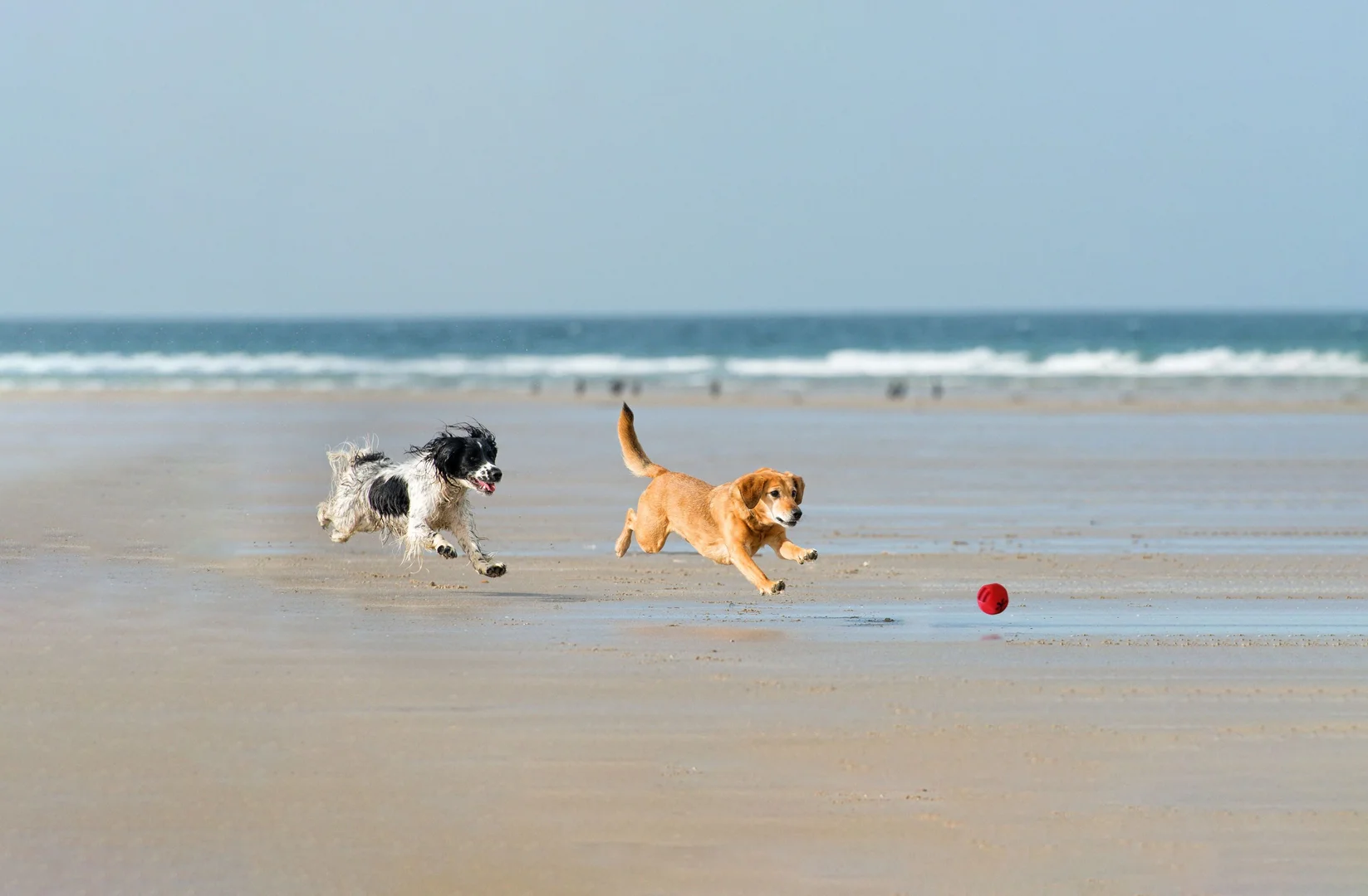Jouet pour chien Bobbly Ball Red (Frogg) M