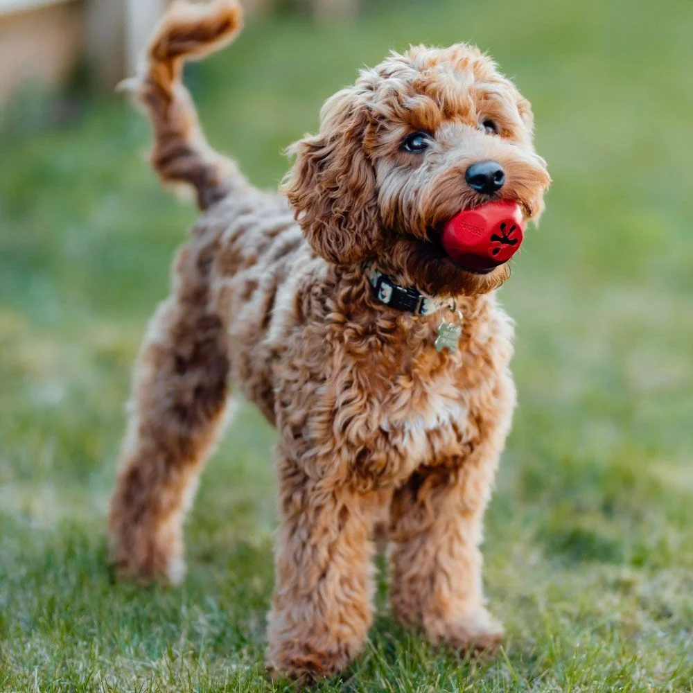 Jouet pour chien Bobbly Ball Red (Frogg) M