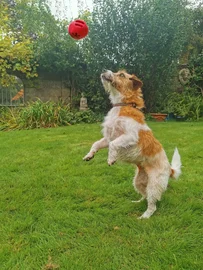 Jouet pour chien Bobbly Ball Red (Frogg) L