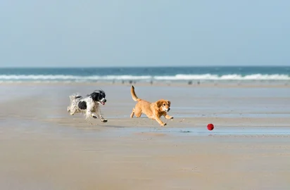 Jouet pour chien Bobbly Ball Red (Frogg) L