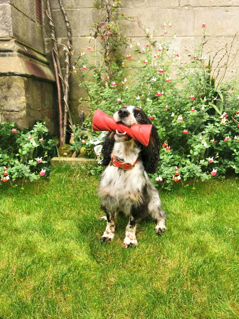 Jouet pour chiens Dumbbell Red (Frogg)