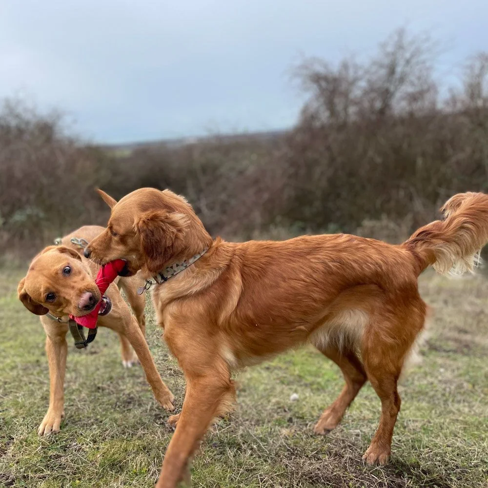 Jouet pour chiens Dumbbell Red (Frogg)