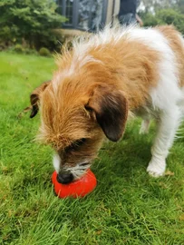 Jouets pour chiens Robert Red (Frogg)