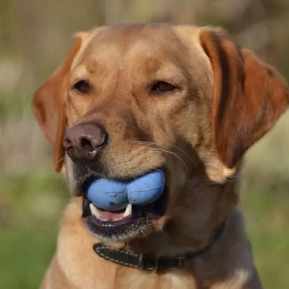 Jouets pour chiens Robert Ice Blue (Frogg)