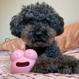 Juguete para perro Robert Rose (Frogg)