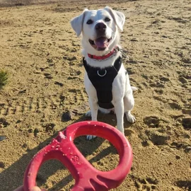 Jouet pour chien Tug Red (Frogg)