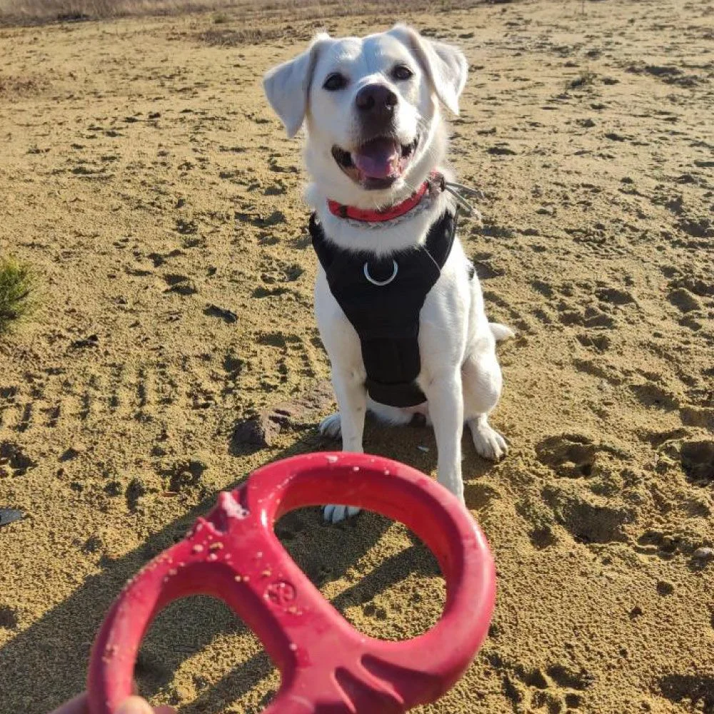 Jouet pour chien Tug Red (Frogg)