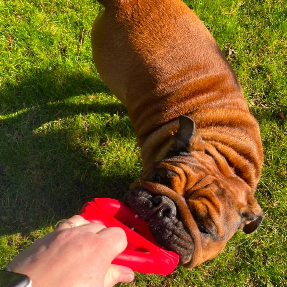 Jouet pour chien Tug Red (Frogg)