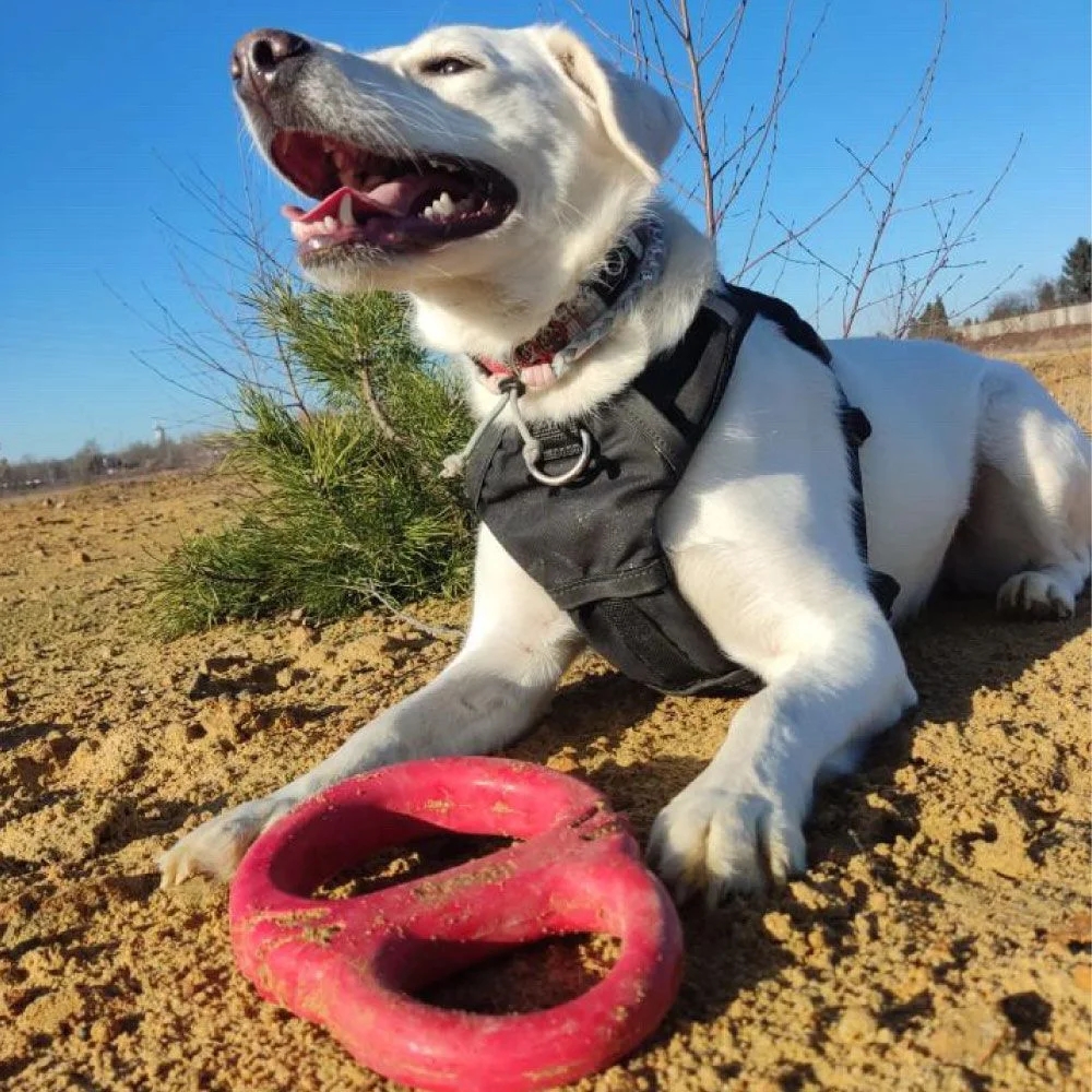 Brinquedo para cães Tug Red (Frogg)