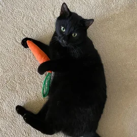 Brinquedo para gatos Cenoura com Catnip orgânico Orange (King Catnip)