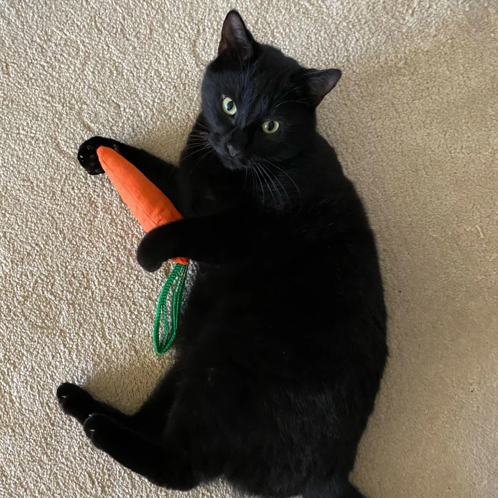 Brinquedo para gatos Cenoura com Catnip orgânico Orange (King Catnip)