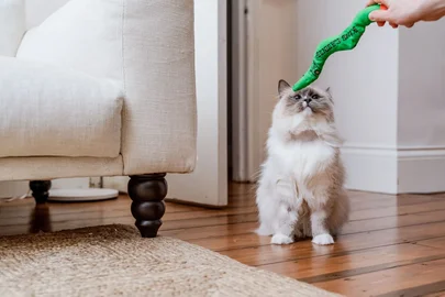 Jouet pour chats Serpent avec menthe bio pour chats Grass Green (King Catnip)