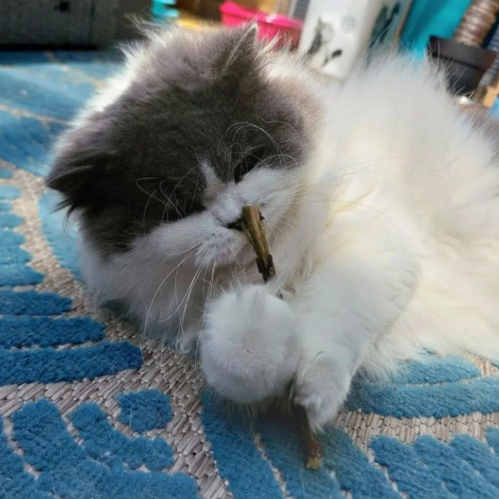 Herbe à chat en bâtonnets (King Catnip)