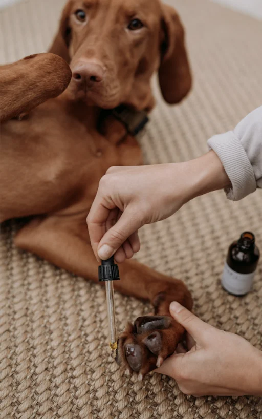 Huile de soin pour pattes (WAP DogCare)