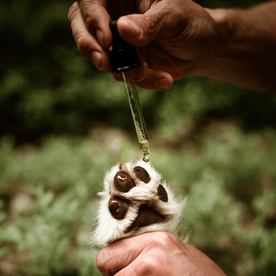 Huile de soin pour pattes (WAP DogCare)