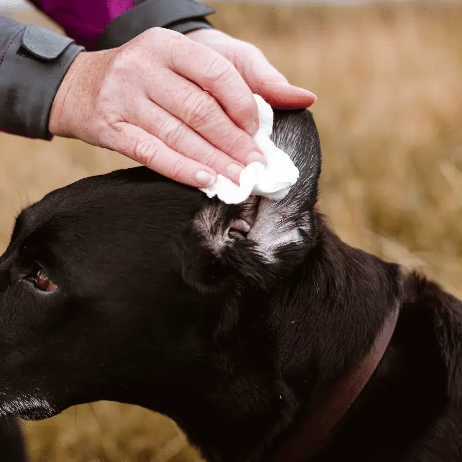 Ear Wash (WAP DogCare)