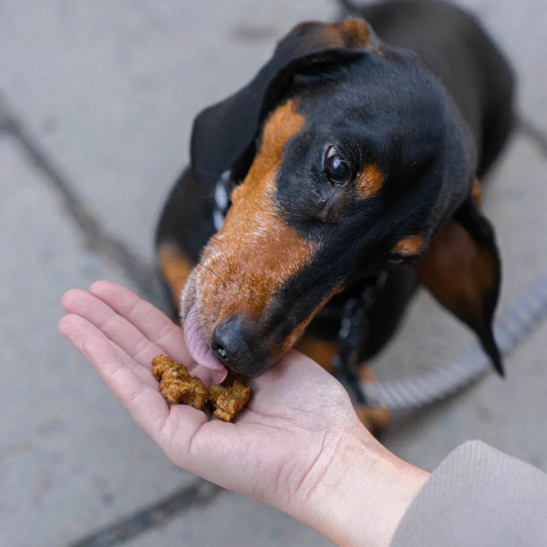 Ternera de entrenamiento (Buddy Pet Food)