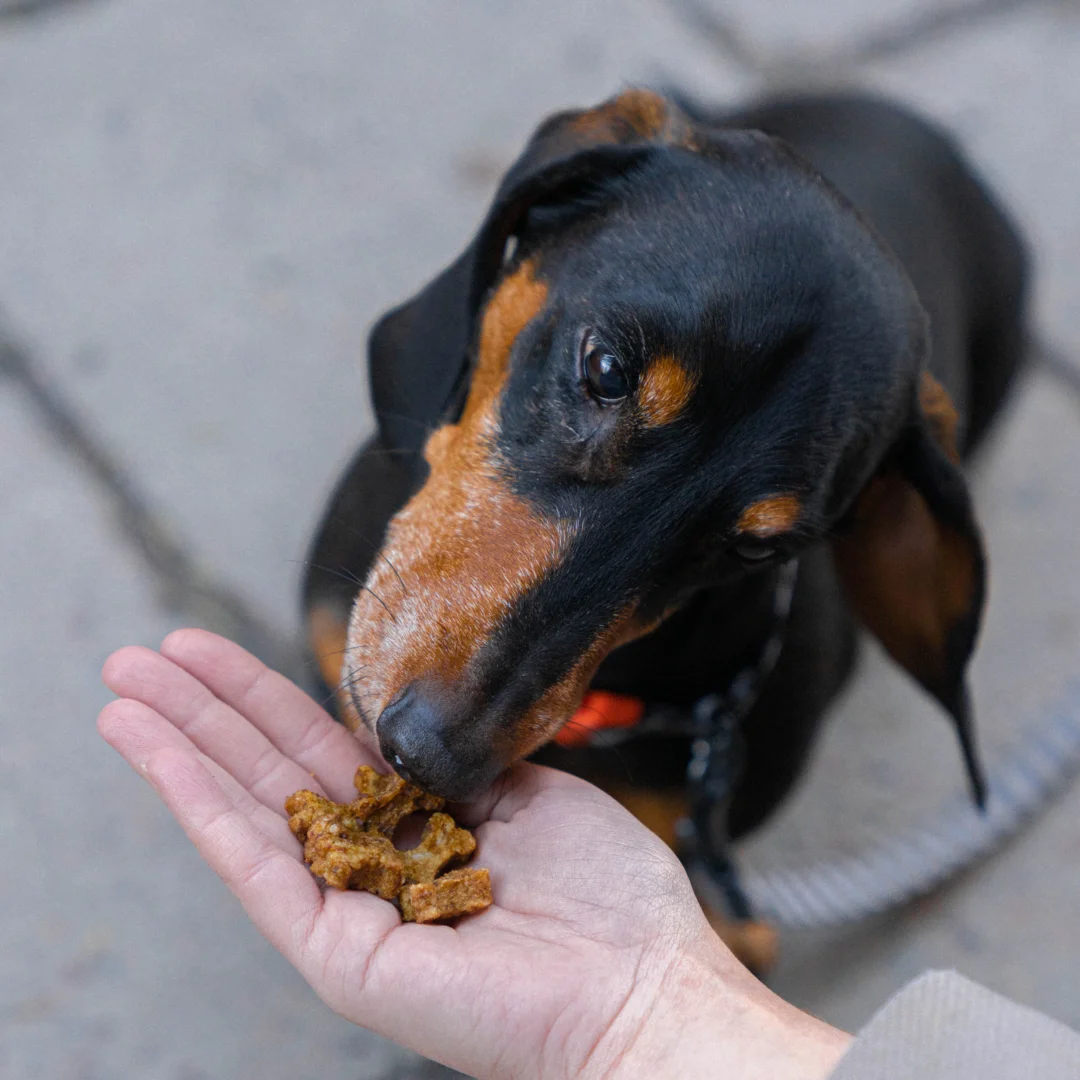 Snack d'entraînement cerf (Buddy Pet Food)