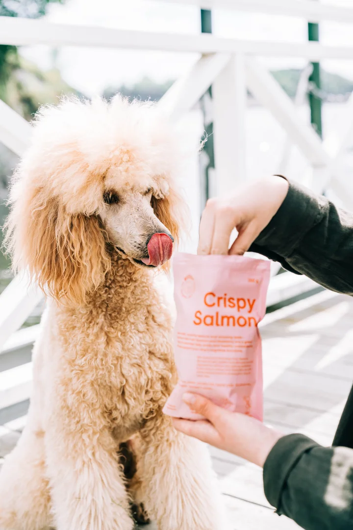 Guloseimas para cães com salmão e mirtilos (Buddy Pet Food)