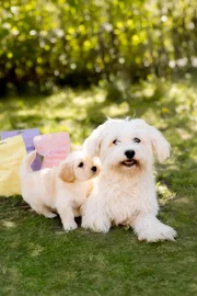 Guloseimas para cães com salmão e mirtilos (Buddy Pet Food)
