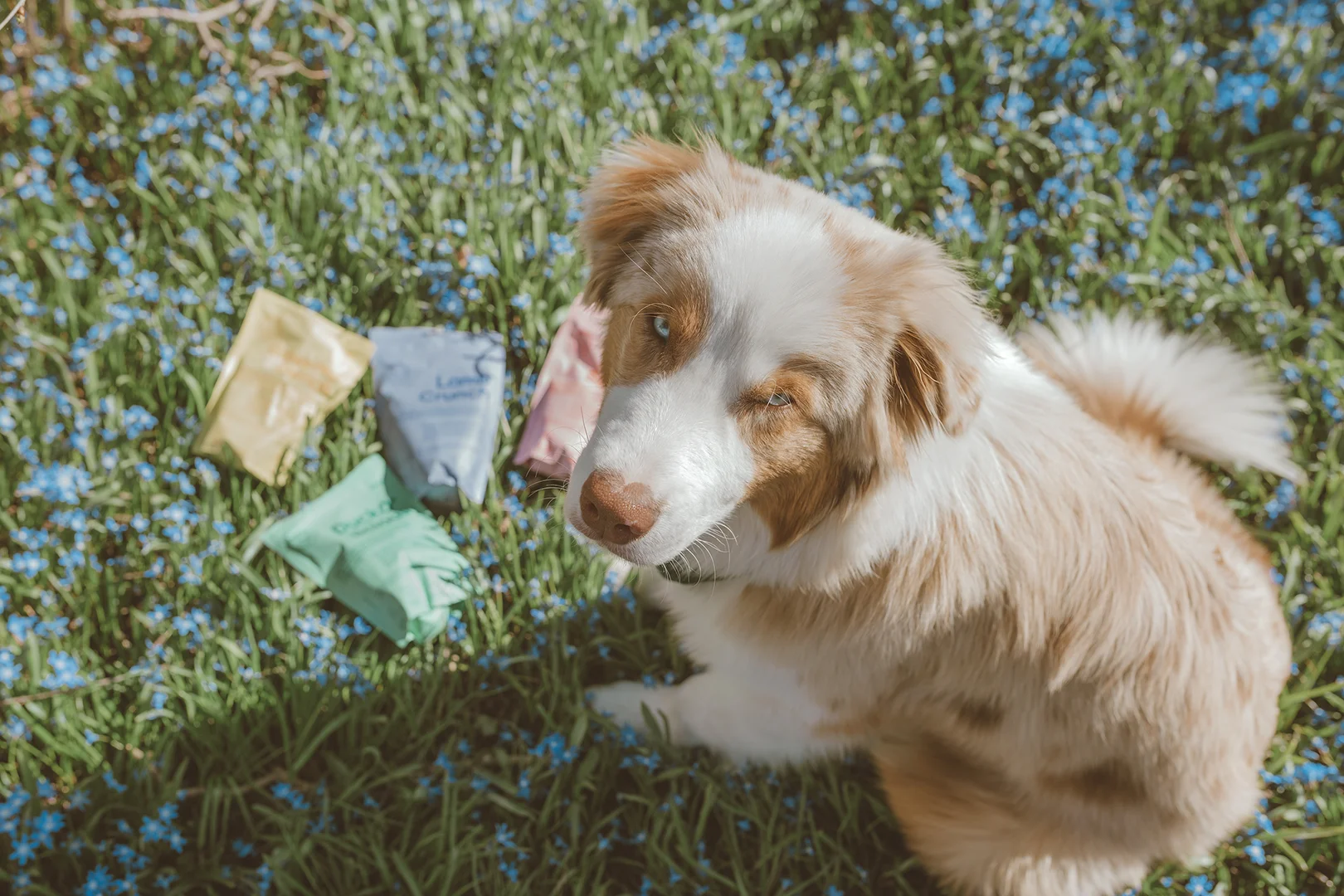 Guloseimas para cães Duckalicious (Buddy Pet Food)
