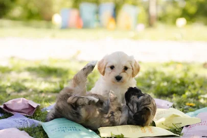 Guloseimas para cães com avestruz e amoras (Buddy Pet Food)
