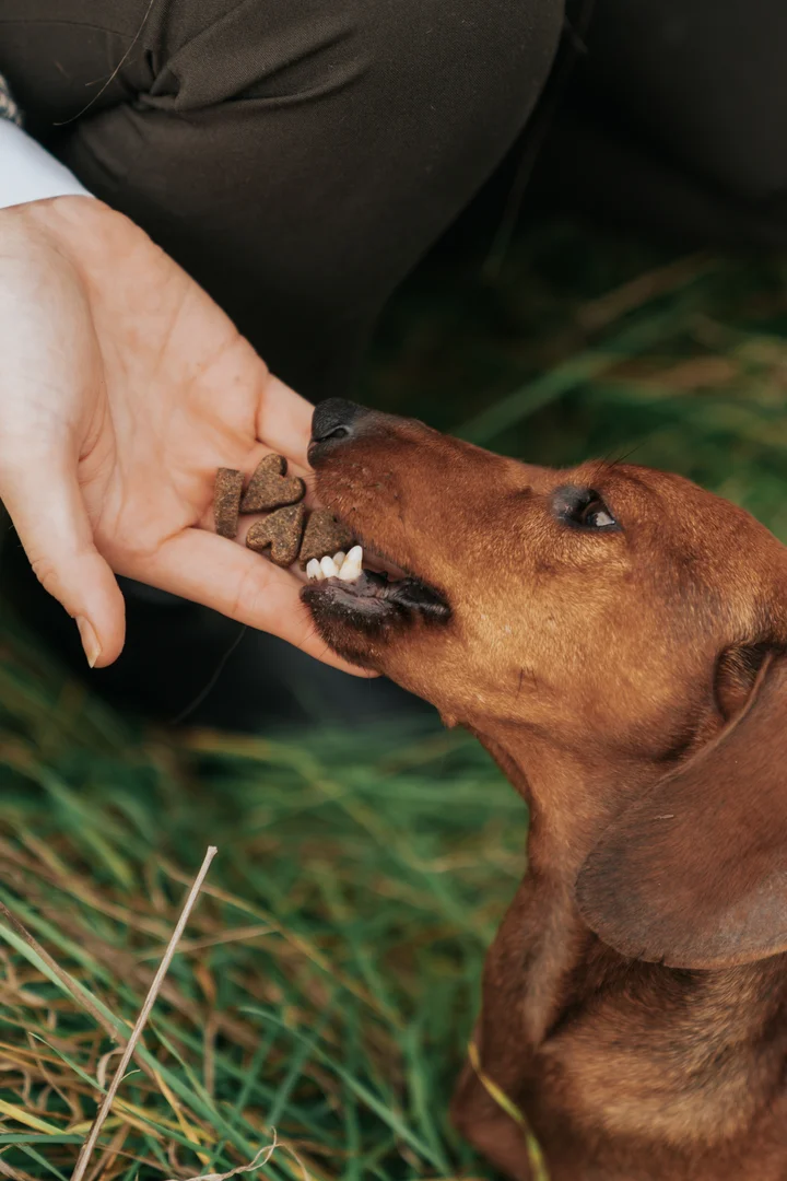 Guloseimas para cães com avestruz e amoras (Buddy Pet Food)