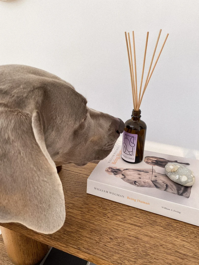 Hundefreundlicher Duftdiffusor Doggo Chill (Flamqa) 90ml